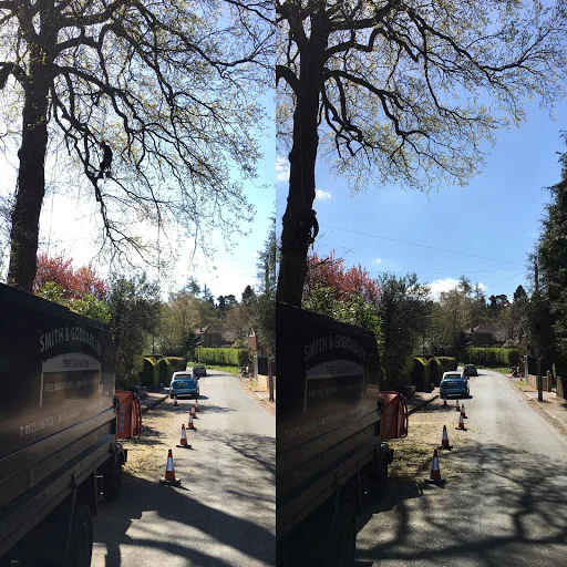 Goddard Tree Surgeons Ltd photo 4
