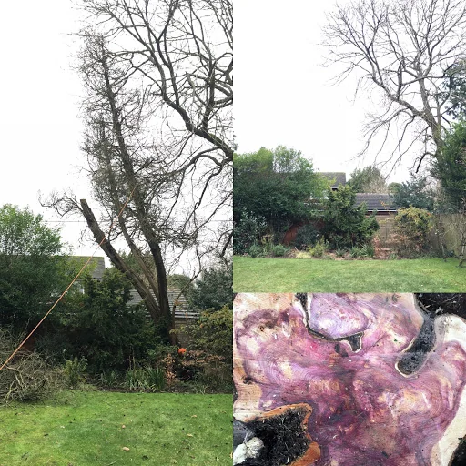 Goddard Tree Surgeons Ltd photo 6