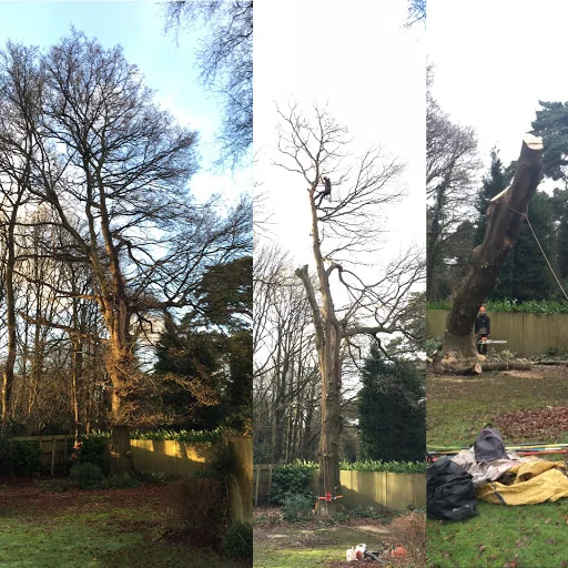 Goddard Tree Surgeons Ltd photo 7