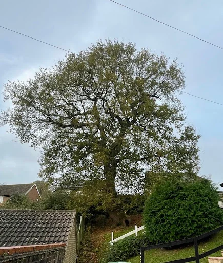 The Tidy Tree Company photo 1