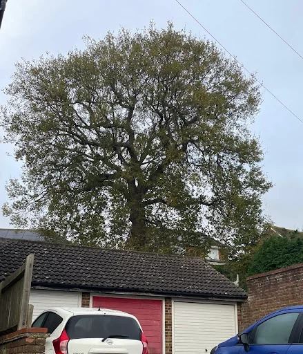 The Tidy Tree Company photo 2