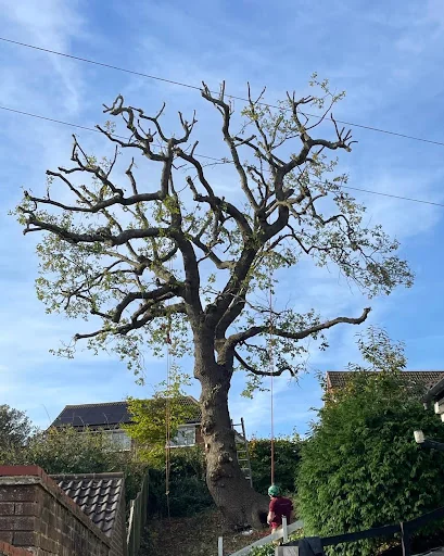 The Tidy Tree Company photo 3