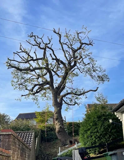 The Tidy Tree Company photo 4