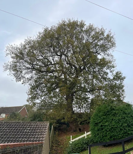 The Tidy Tree Company photo 5