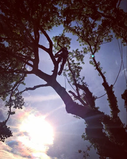 MWU Tree Services photo 1