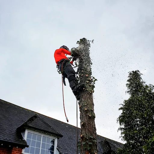 MWU Tree Services photo 5