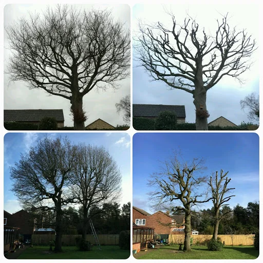 Ockenden Tree Services Ltd photo 2