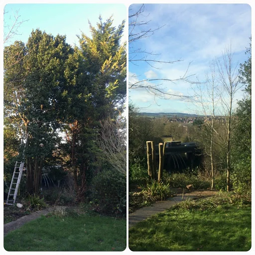 Ockenden Tree Services Ltd photo 3