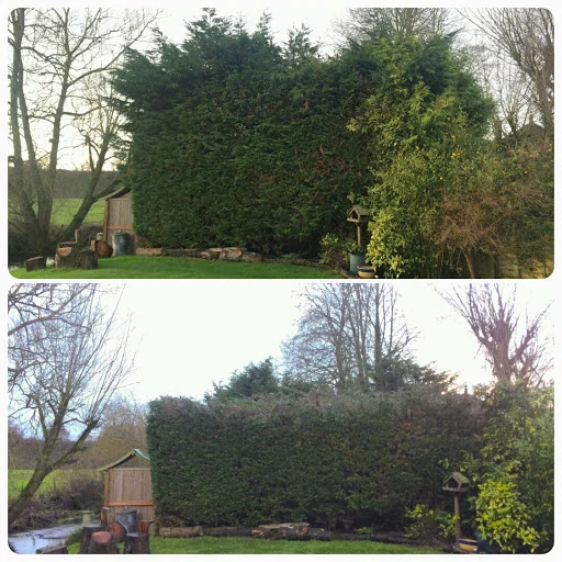 Ockenden Tree Services Ltd photo 4