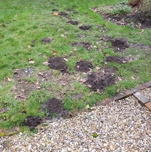 Downland Pest Control photo 4