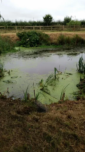 Downland Pest Control photo 6