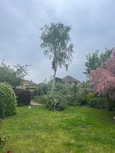 Bryan Mutter Tree Surgery photo 1