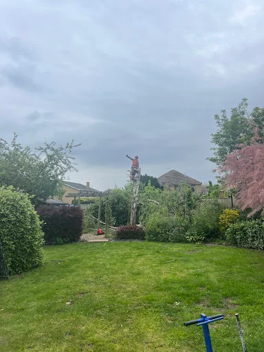 Bryan Mutter Tree Surgery photo 2