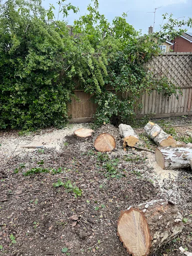 Bryan Mutter Tree Surgery photo 3