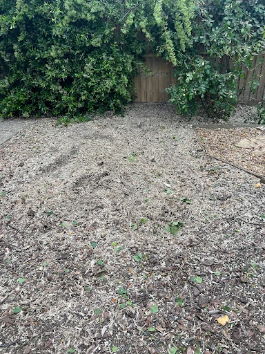 Bryan Mutter Tree Surgery photo 5