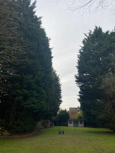 Bryan Mutter Tree Surgery photo 6