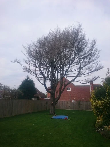 Dorset Tree &amp; Garden Care photo 1
