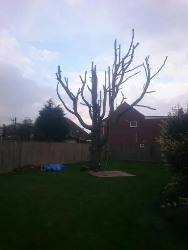 Dorset Tree &amp; Garden Care photo 2