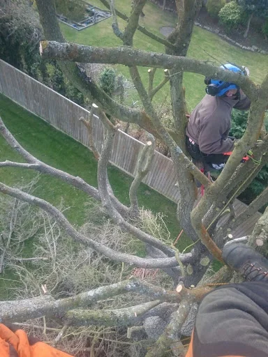 Dorset Tree &amp; Garden Care photo 3