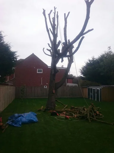 Dorset Tree &amp; Garden Care photo 4
