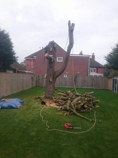 Dorset Tree &amp; Garden Care photo 5