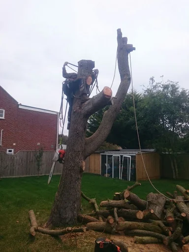 Dorset Tree &amp; Garden Care photo 6