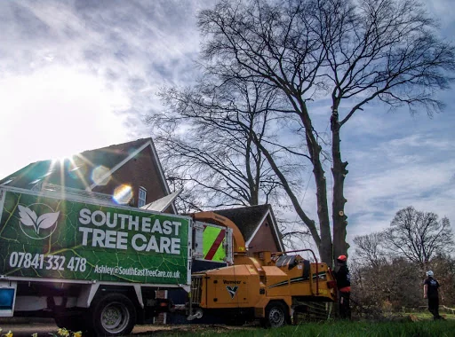 Southeast Tree Care Ltd photo 1