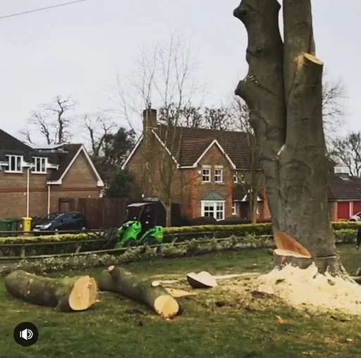 Southeast Tree Care Ltd photo 2