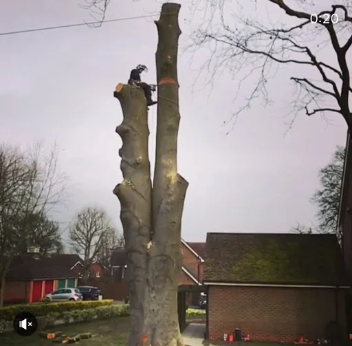 Southeast Tree Care Ltd photo 3