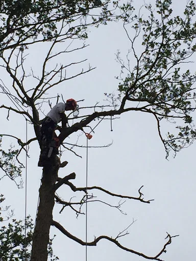 Marchant Tree Care photo 2