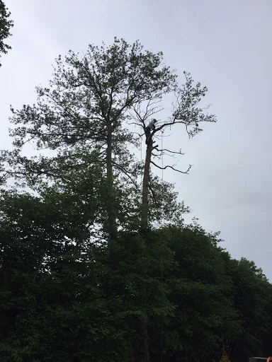 Marchant Tree Care photo 3