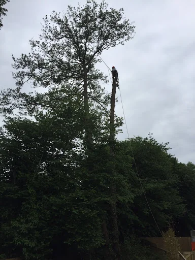 Marchant Tree Care photo 4