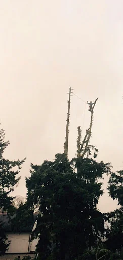 Marchant Tree Care photo 5