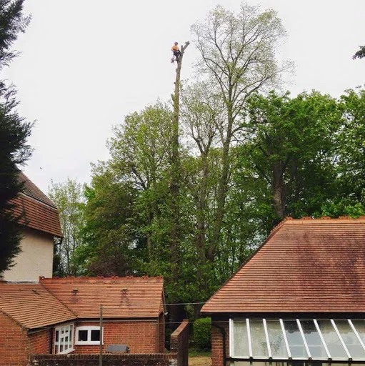 Marchant Tree Care photo 6