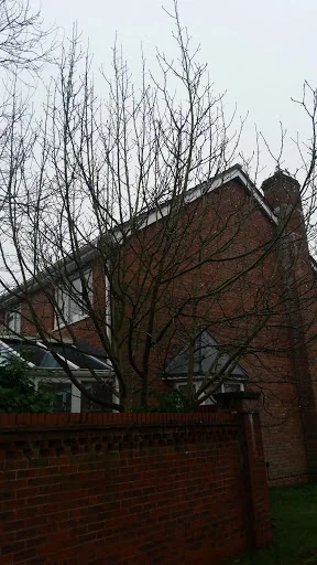 Marchant Tree Care photo 7