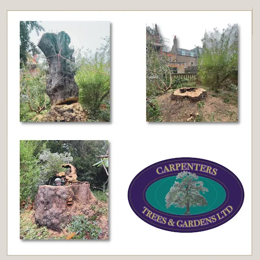 Carpenters Tree Care Ltd photo 1