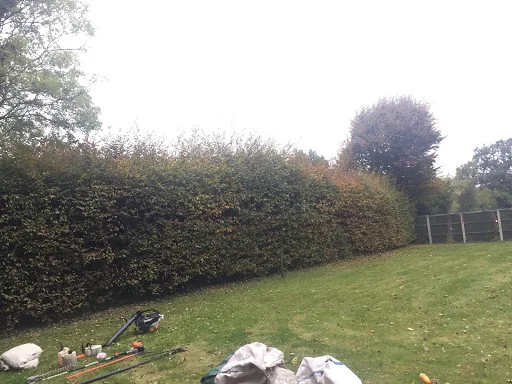 Carpenters Tree Care Ltd photo 2