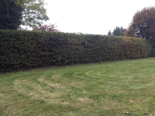 Carpenters Tree Care Ltd photo 3