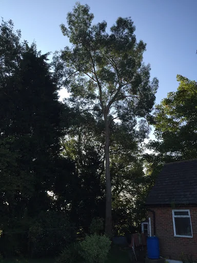 Carpenters Tree Care Ltd photo 4
