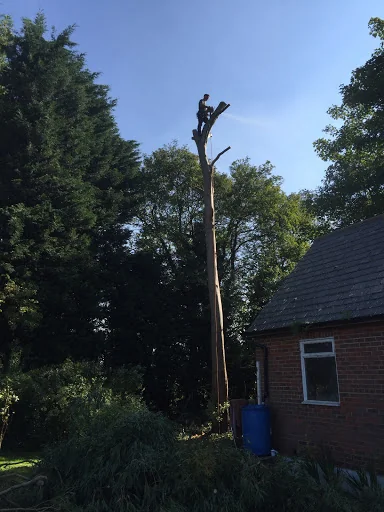 Carpenters Tree Care Ltd photo 5