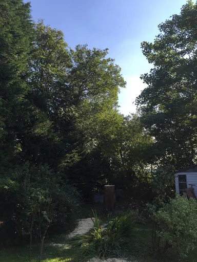 Carpenters Tree Care Ltd photo 6