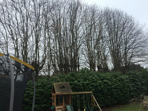 Carpenters Tree Care Ltd photo 7