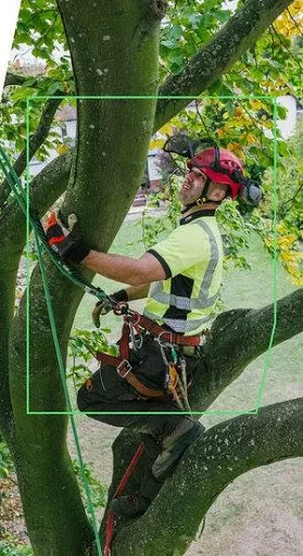 Wilding Tree Care photo 1