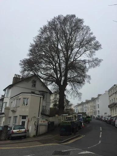 Wilding Tree Care photo 2