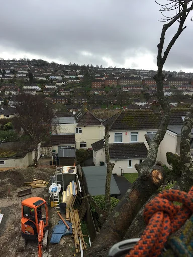 Wilding Tree Care photo 3