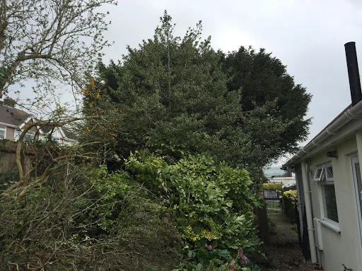 Wilding Tree Care photo 4