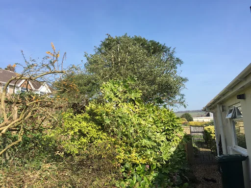 Wilding Tree Care photo 5