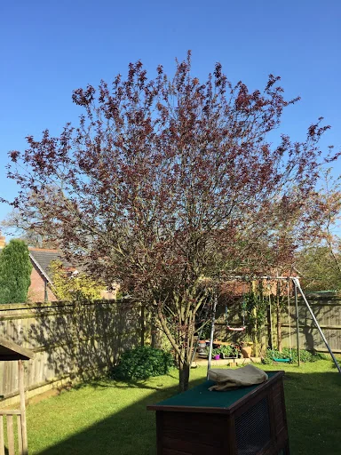 Wilding Tree Care photo 7