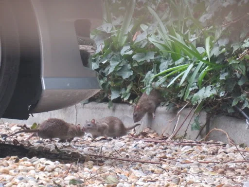 Top Cat Pest Control photo 2