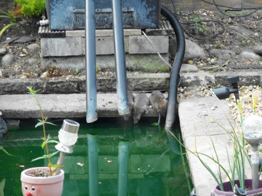 Top Cat Pest Control photo 3